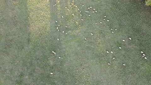 Sheep 1 Stock Footage 166405973