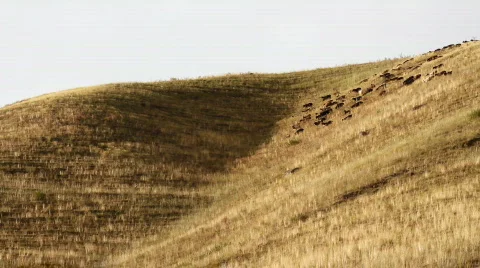 Sheep 10 Video stock 857130