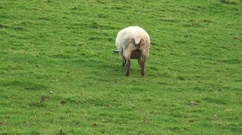 Sheep (10) Stock Footage 12736041