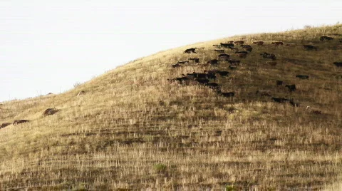 Sheep 11 Stock Footage 857133