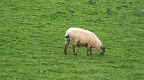 Sheep (11) Stock Footage 12736045