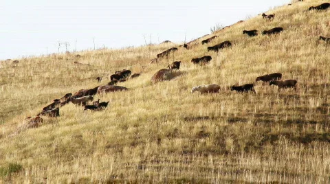 Sheep 12 Stock Footage 857135