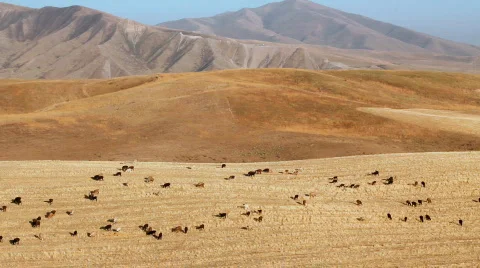 Sheep 13 Stock Footage 857143