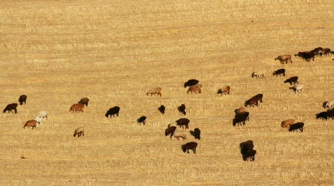 Sheep 14 Video stock 857154