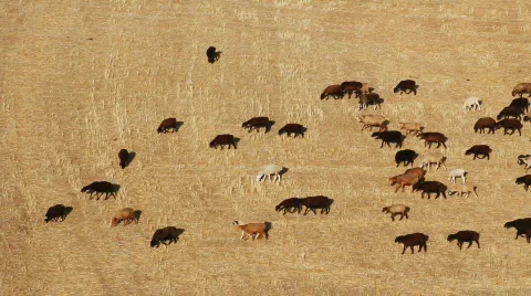 Sheep 15 Video stock 857158