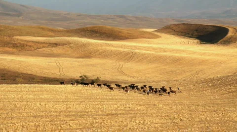 Sheep 17 Stock Footage 857145