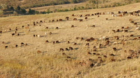 Sheep 18 스톡 동영상 857167