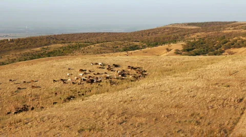 Sheep 19 Stock Footage 857159