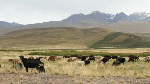 Sheep 2 Stock Footage 857126