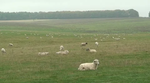 Sheep (2) Stock Footage 12730206
