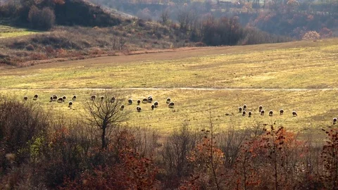 Sheep 2 動画素材 73291246