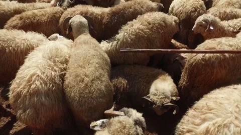 Sheep 2 Stock-Footage 80011124