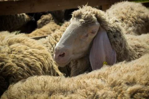 Sheep (2) Stock-Fotos