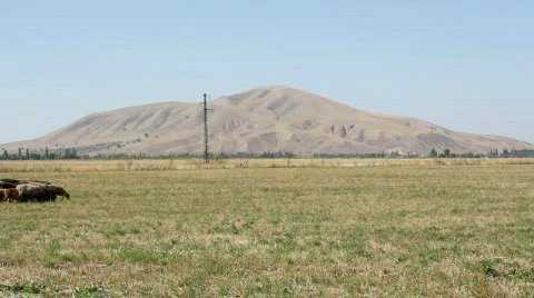 Sheep 20 Stock Footage 857157