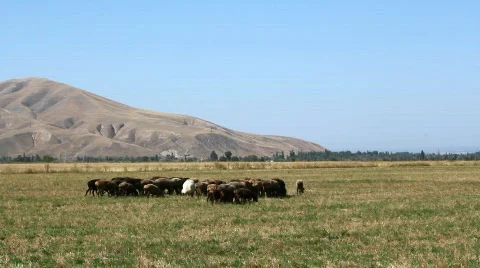 Sheep 21 Stock Footage 857148