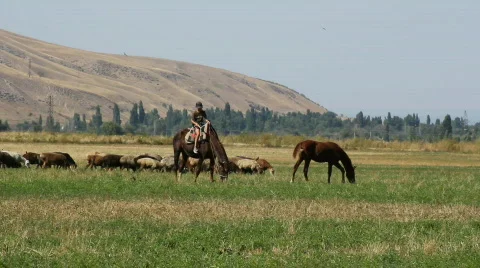 Sheep 22 스톡 동영상 857150