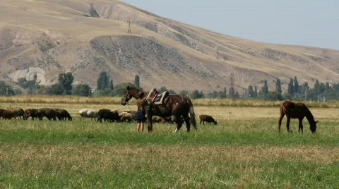 Sheep 23 Stock Footage 857160