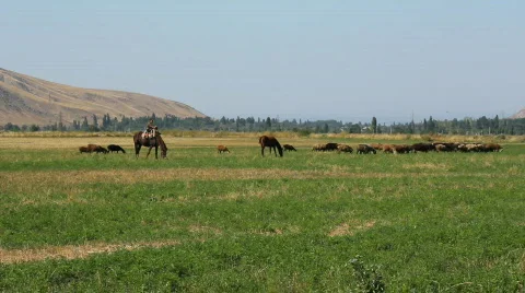 Sheep 25 Video stock 857151