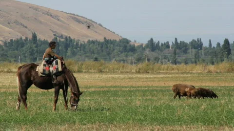 Sheep 26 스톡 동영상 857156