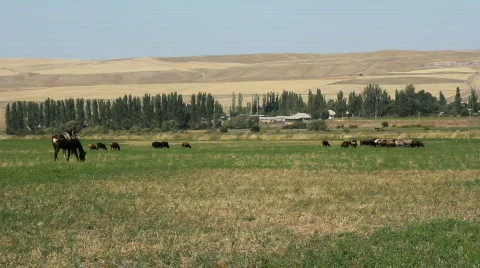 Sheep 27 Stock Footage 857161