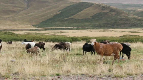 Sheep 3 Stock Footage 857124