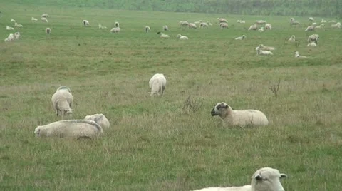 Sheep (3) Stock Footage 12730286