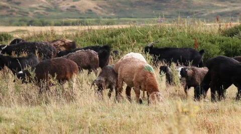 Sheep 4 Video stock 857125