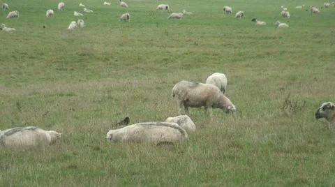 Sheep (4) Stock Footage 12730491