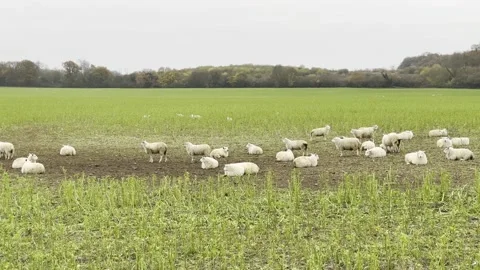 Sheep 4k left to right Stock Footage 228811753