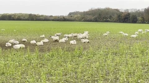 Sheep 4k right to left Stock Footage 228811849