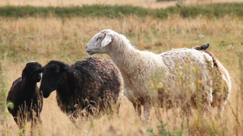 Sheep 5 Stock Footage 857123