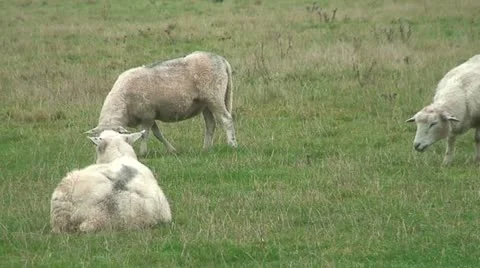 Sheep (5) Stock Footage 12733578