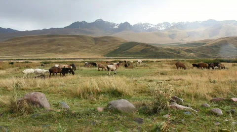 Sheep 6 Stock Footage 857134