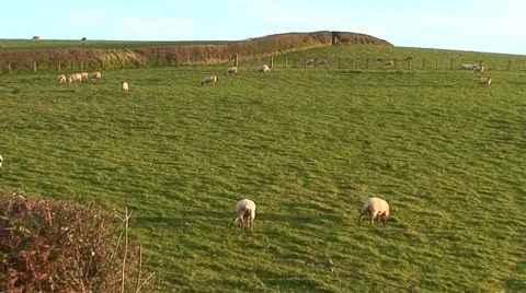 Sheep (6) Stock Footage 12735535