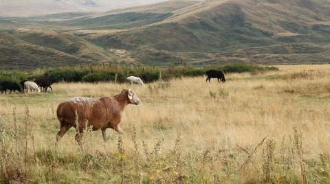 Sheep 7 스톡 동영상 857129