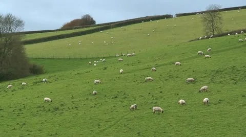 Sheep (7) Stock Footage 12735737