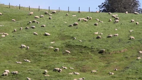 Sheep 7095 Stock Footage 2753662