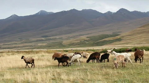 Sheep 8 Stock Footage 857131