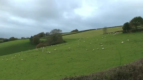 Sheep (8) Stock Footage 12735774