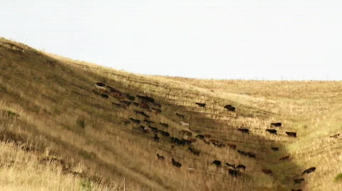 Sheep 9 Stock Footage 857128