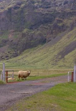 Sheep about to cross a road while looking towards the camera Foto stock