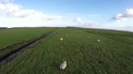 Sheep Aerial Drone Low Flight Over Polder Landscape With Herd Of White Sheeps 4K Stock Footage