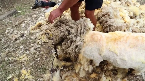 Sheep is afraid of shearing Stock-Footage 74911907