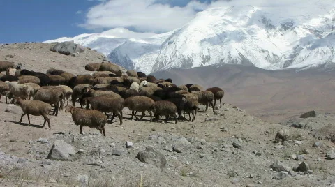Sheep against mountain peak Stock Footage 522409