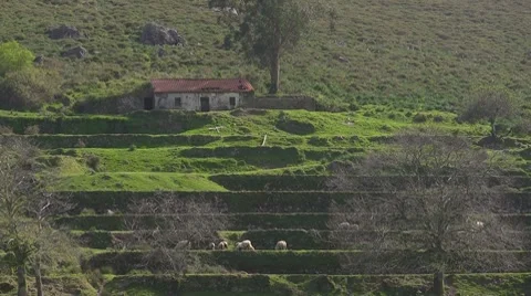 Sheep, Algarve, Portugal Stock Footage