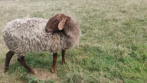 Sheep alone cleans itself and walks Stock Footage 160679335