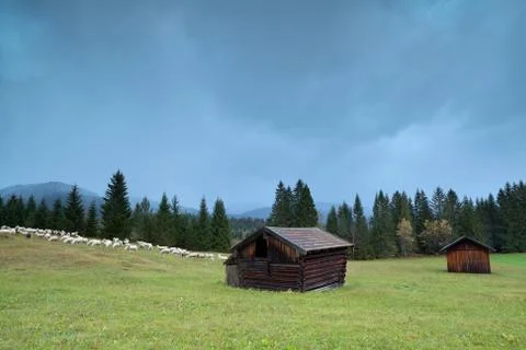 Sheep on alpine meadow Stock Photos