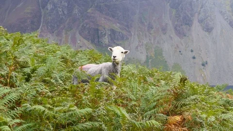 A sheep is among the grass on the mountain. Stock Footage 80991376