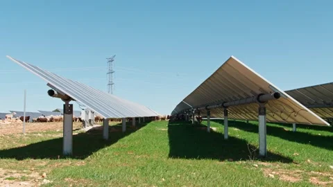 Sheep Among Solar Panels Video stock 287740623