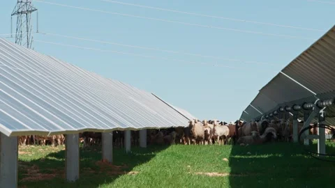 Sheep Among Solar Panels Video stock 287740786